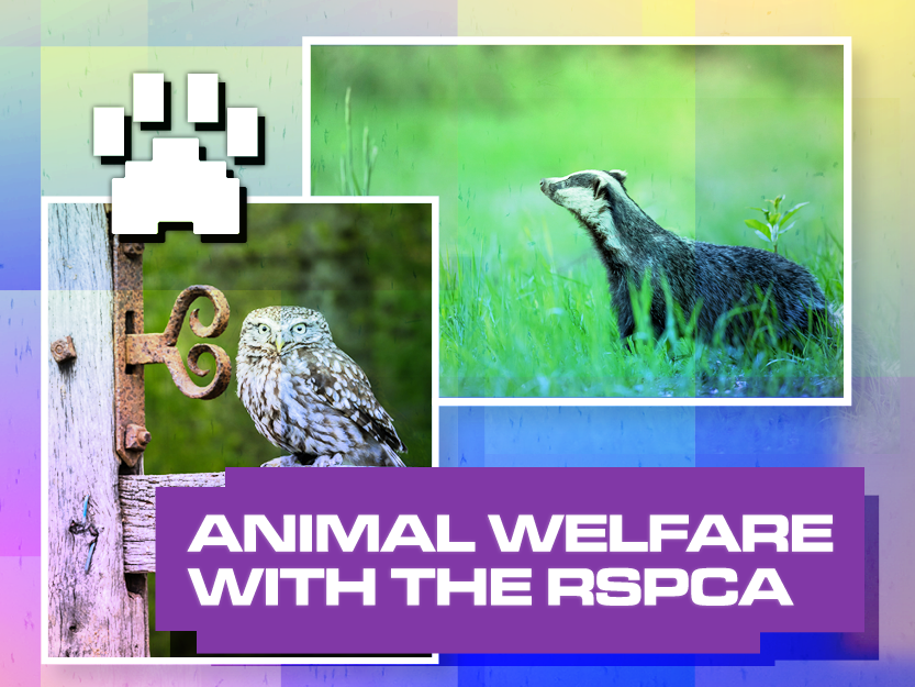 Animal Welfare, With The RSPCA | National Citizen Service