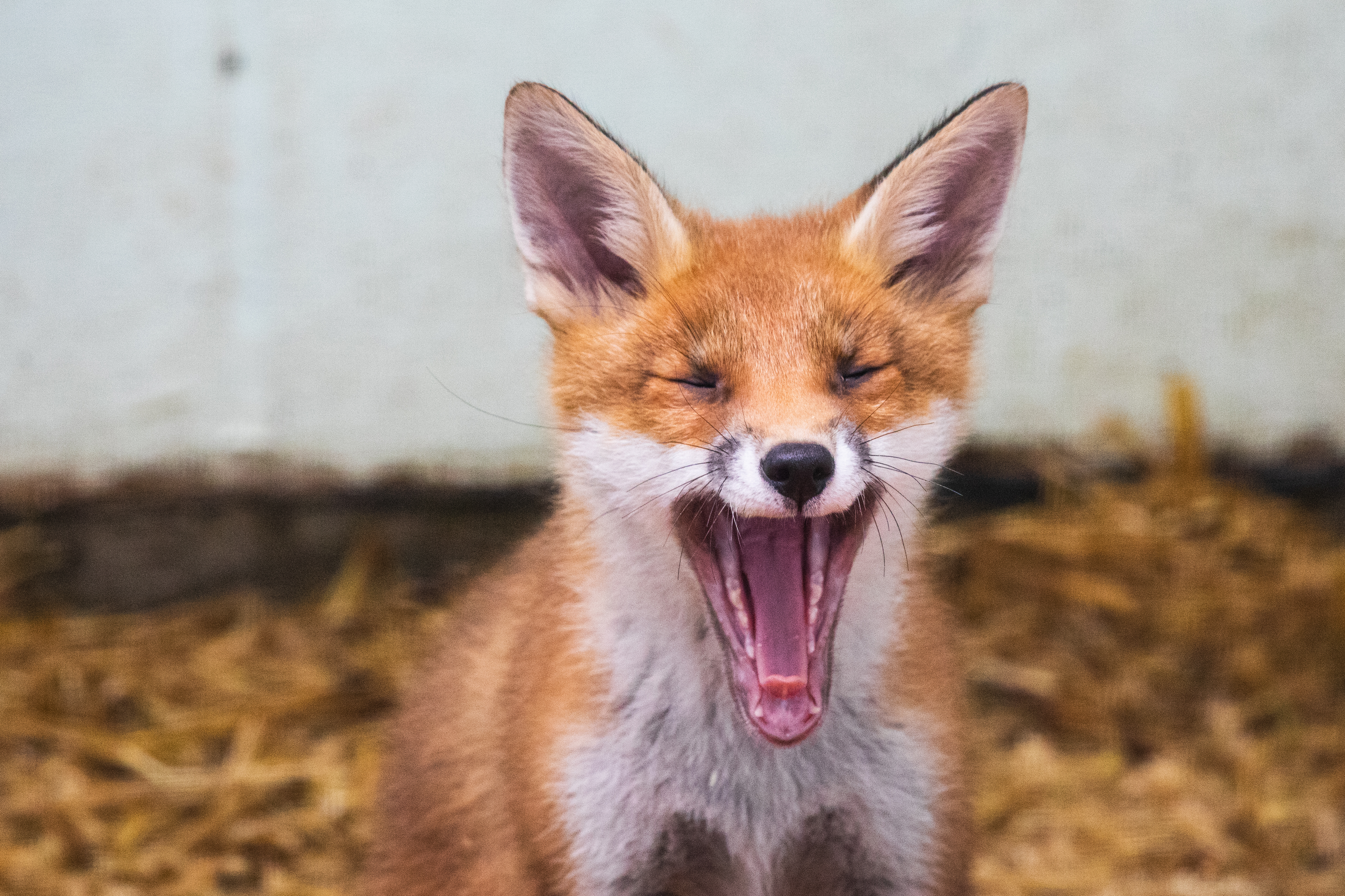 Yawning Fox