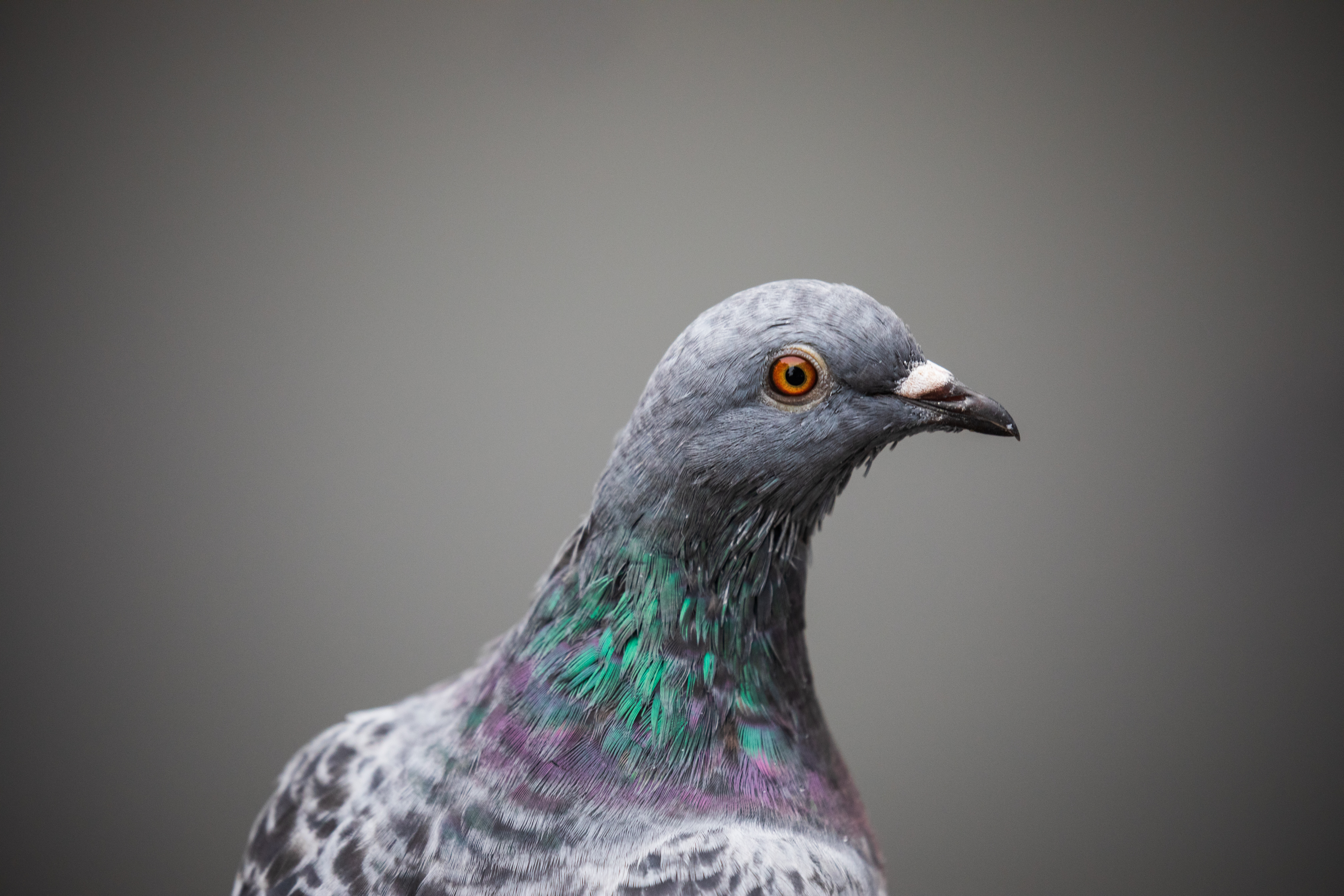 Pigeon