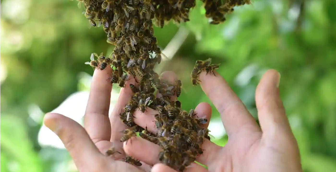 NAtive Honeybees