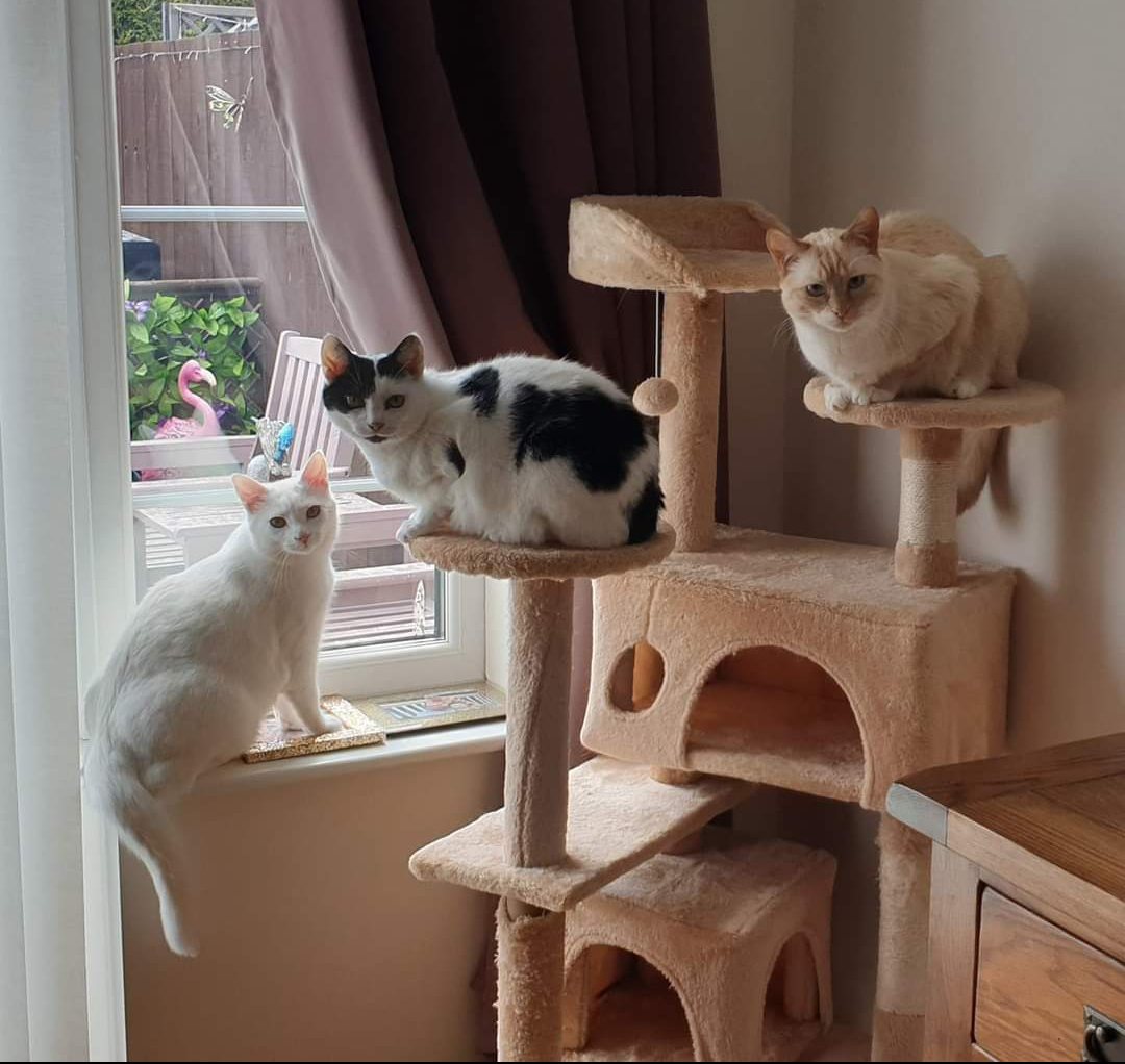 Three of Becky's cats on a cat climber