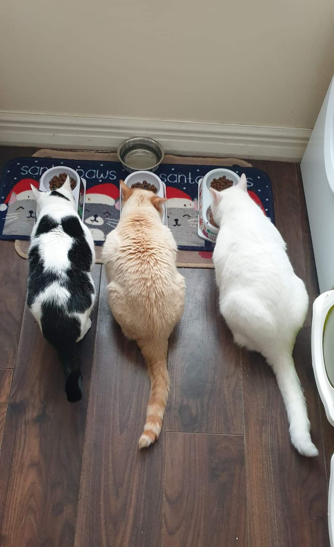 Three of Beck'y cats eating