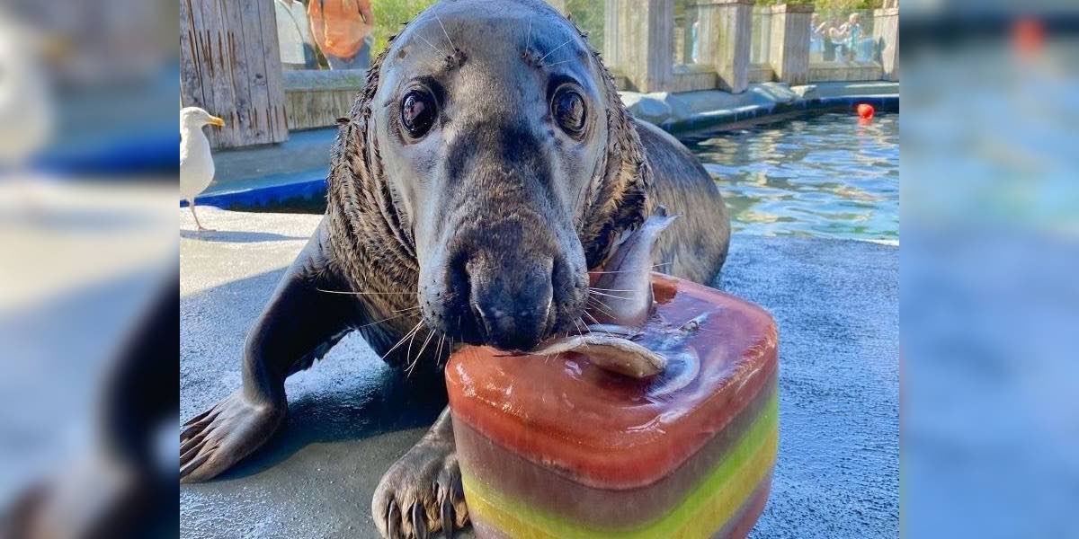Seal With Birthday Cake