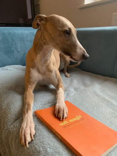Noodle the whippet is a fan