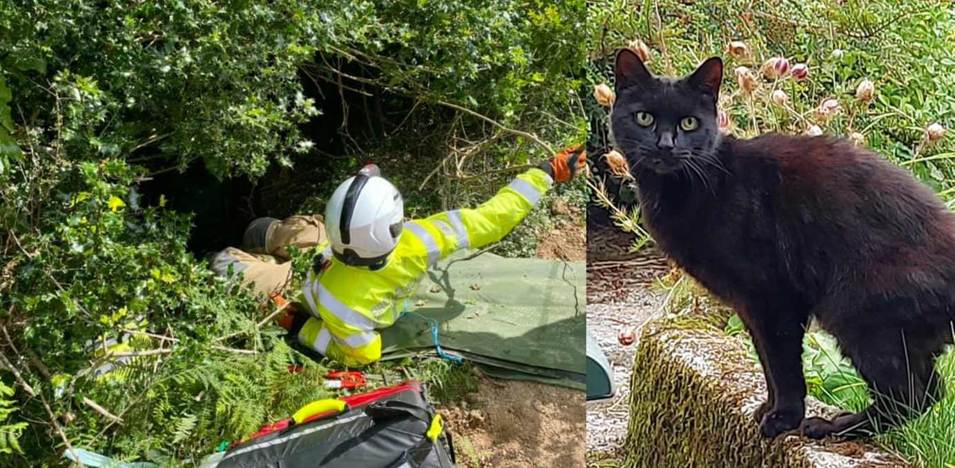 Cat and Bodmin Police