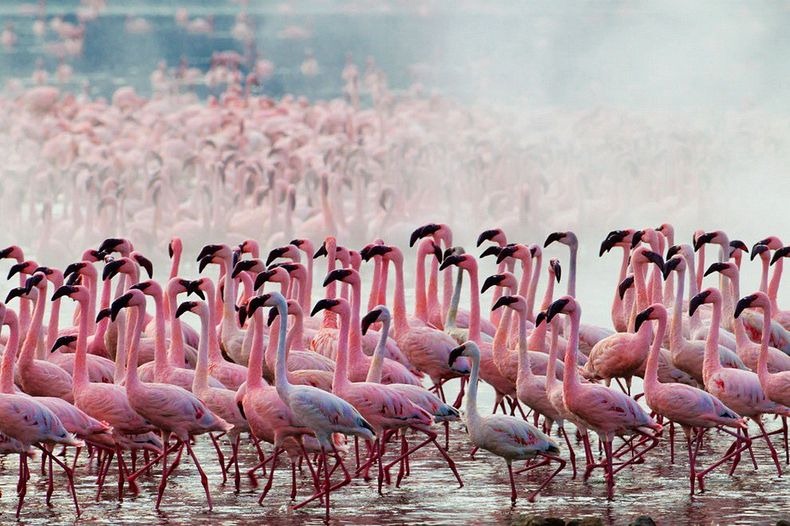 Sea of pink flamingos 
