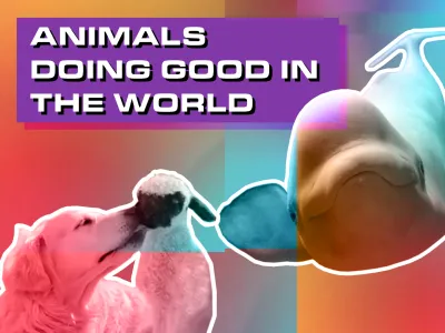 Animals doing good in the world BLOG TILE