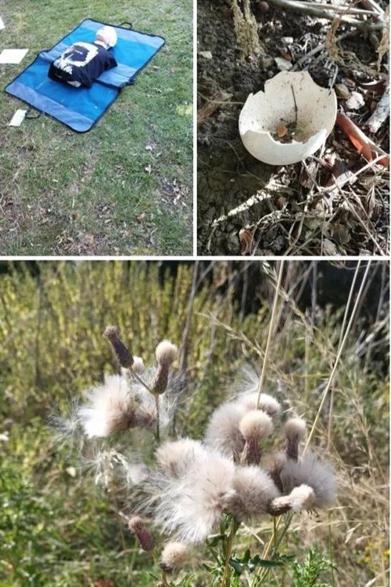 A collage of three outdoor images. Top left: A head and torso mannequin lying on a blue mat on grass. Top right: A broken eggshell amongst twigs and leaves. Bottom: A close-up of fluffy thistle seed heads in a grassy field.