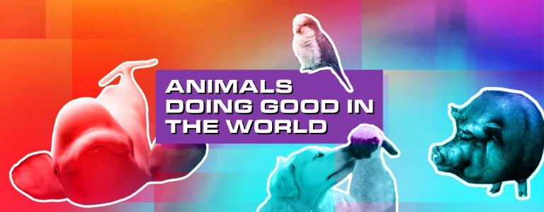 Animals doing good in the world BLOG HEADER
