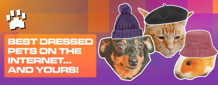 BEST DRESSED PETS ON THE INTERNET...AND YOURS!_BLOG HEADER